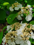 Pixies Gardens Igloo Viburnum is a Deciduous Shrub 1 Gallon